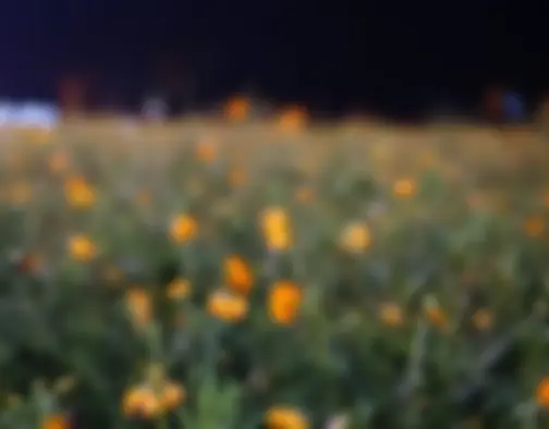 Dag 6 - Bulguksa Temple, Seokguram Grotto - Gyeongju photo 36