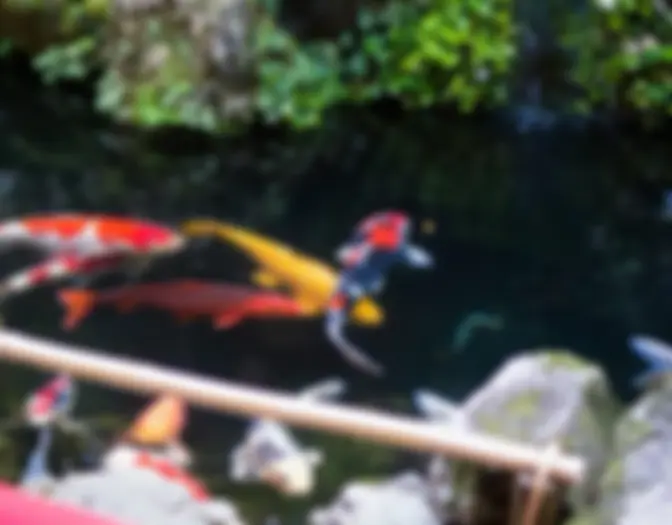 Day 15 - Motonago Ryokan en omgeving, Kyoto photo 14