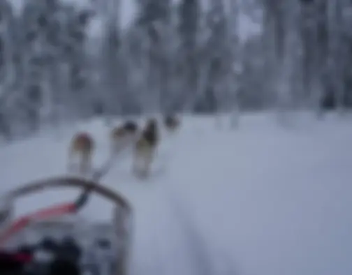 Rovaniemi photo 17