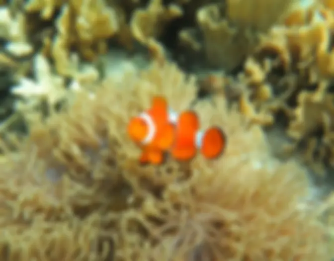 Day 7 - Snorkeling & BBQ, Karimun Jawa photo 7