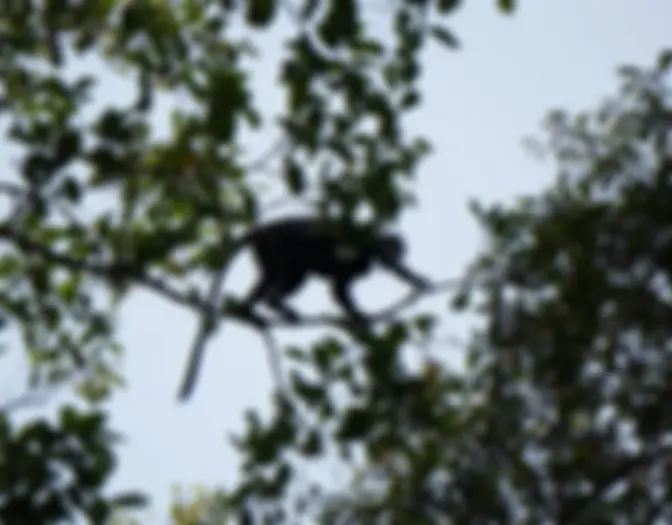 Day 12 - Meru Bitiri National Park, East Java photo 12