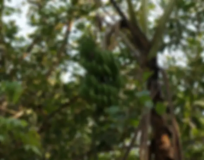 Day 12 - Meru Bitiri National Park, East Java photo 16