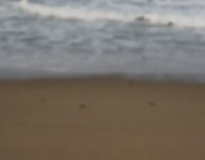 Day 13 - Lovina Beach, Bali photo 2