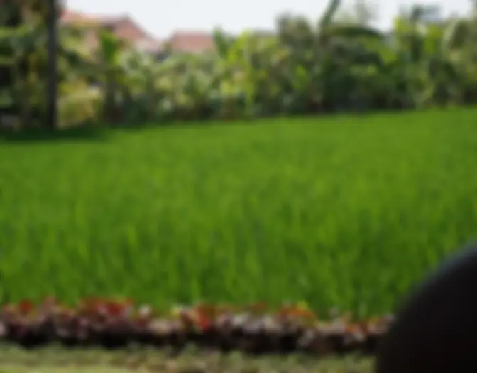 Day 14 - Ubud, Bali photo 7