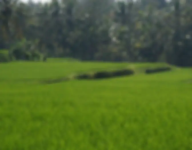 Day 15 - Monkey Forest, Ubud, Bali photo 5