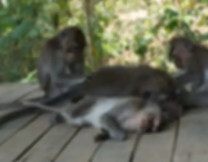 Day 15 - Monkey Forest, Ubud, Bali photo 9