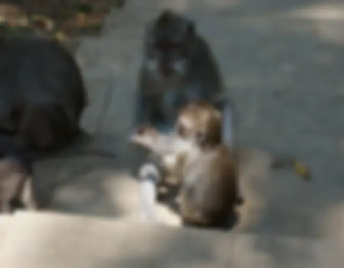 Day 15 - Monkey Forest, Ubud, Bali photo 11