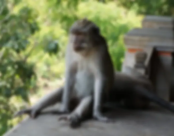Day 15 - Monkey Forest, Ubud, Bali photo 10